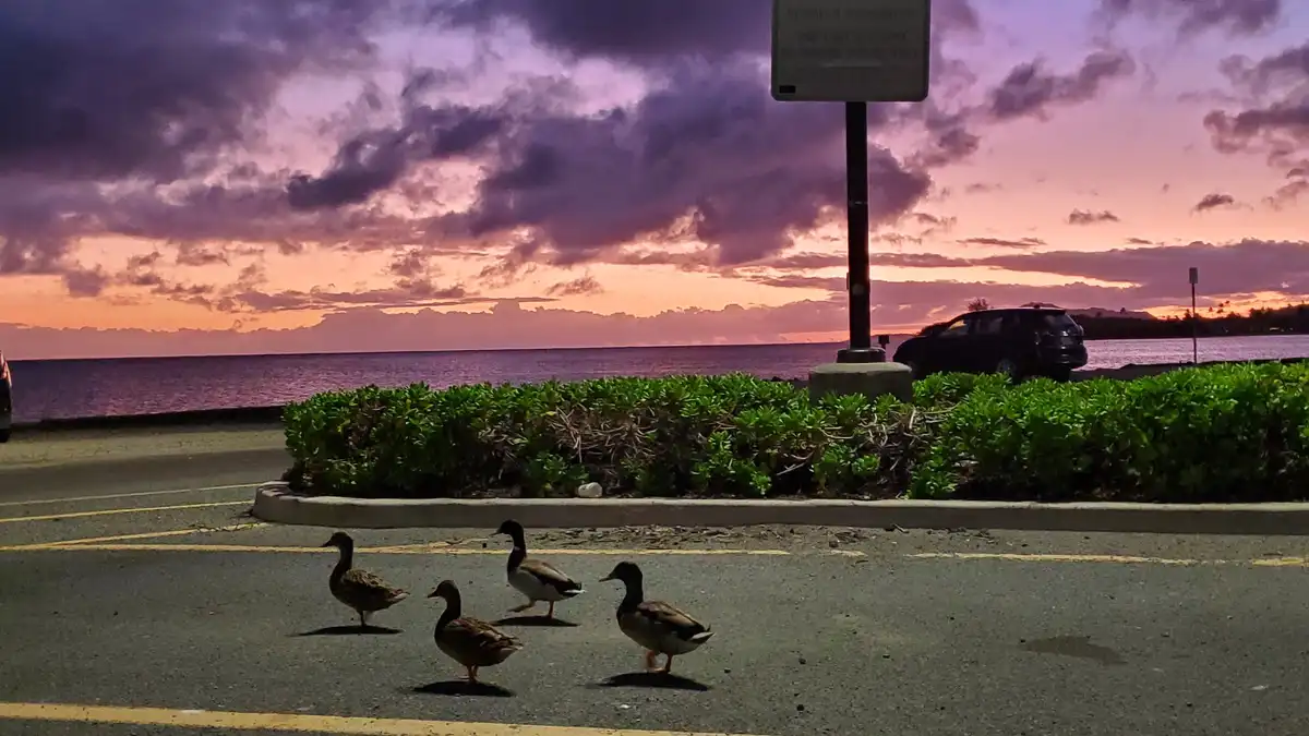 Four ducks are walking across a paved parking lot marked with yellow lines, with a vibrant purple and orange sunset over the…