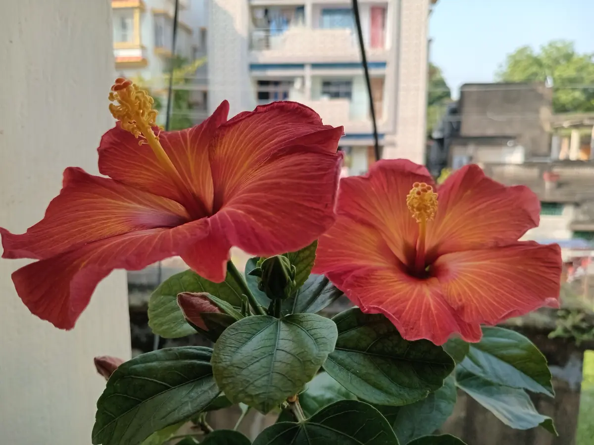 Two vibrant red hibiscus flowers with yellow centers bloom in front of a blurred urban background, viewed through a window…