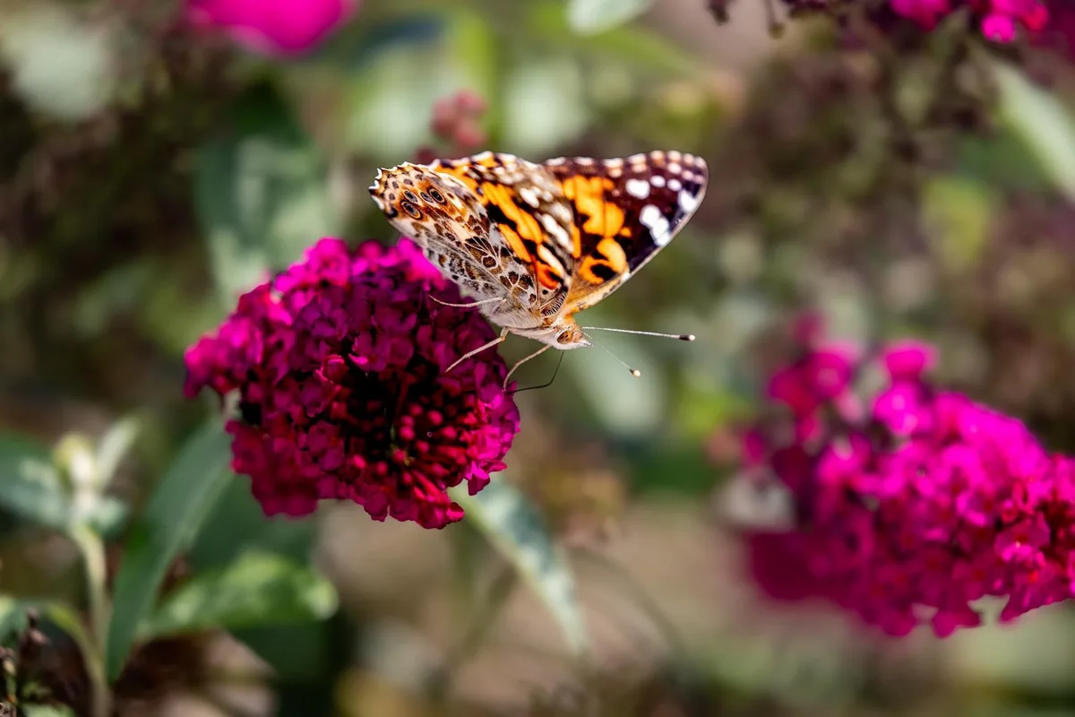 A close-up photograph shows a colorful butterfly with orange, black, and white patterned wings perched on a bright magenta…