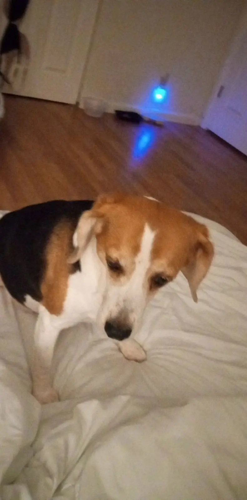 A beagle dog with brown, black, and white fur sits on a rumpled white bedspread, looking down with a sad, tired expression…