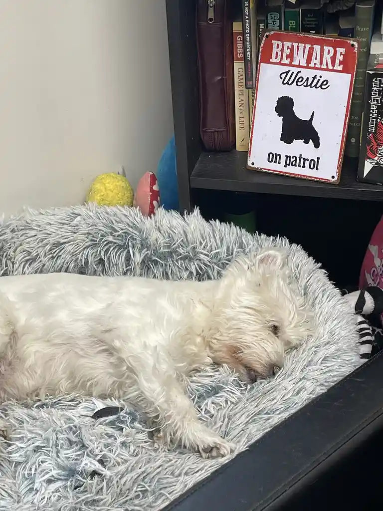 A white West Highland White Terrier is sleeping soundly on a fluffy grey dog bed, while a red and white 'BEWARE Westie on…