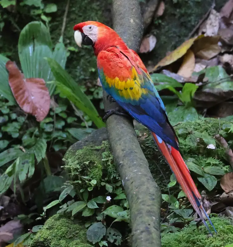 A vibrant red, yellow, and blue macaw perches on a mossy tree branch in a lush green jungle. The bird faces left, its bright…