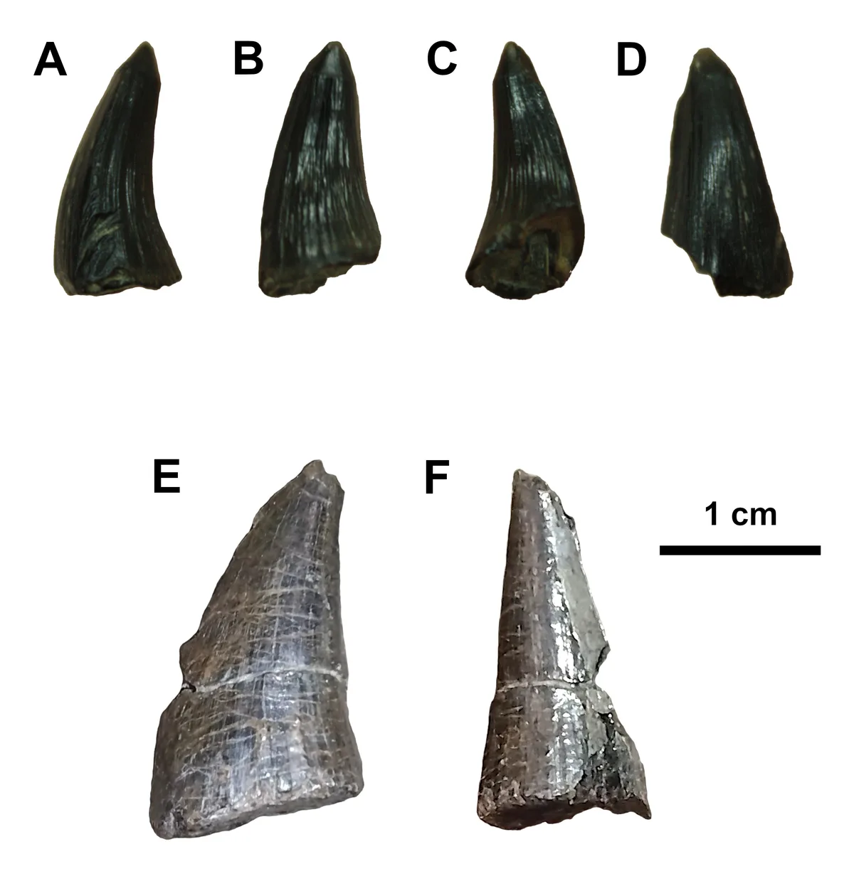 The image displays six labeled fossilized teeth, labeled A through F, arranged in two rows. The top row (A-D) shows dark…