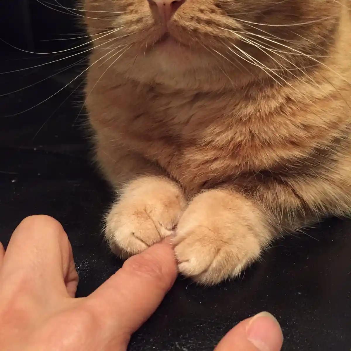 A close-up photo shows a person's finger gently touching the paw of a ginger tabby cat, which is sitting calmly with its…