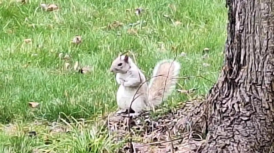 A gray squirrel sits upright on a patch of grass near a tree trunk, holding something in its paws. The image has a stylized…