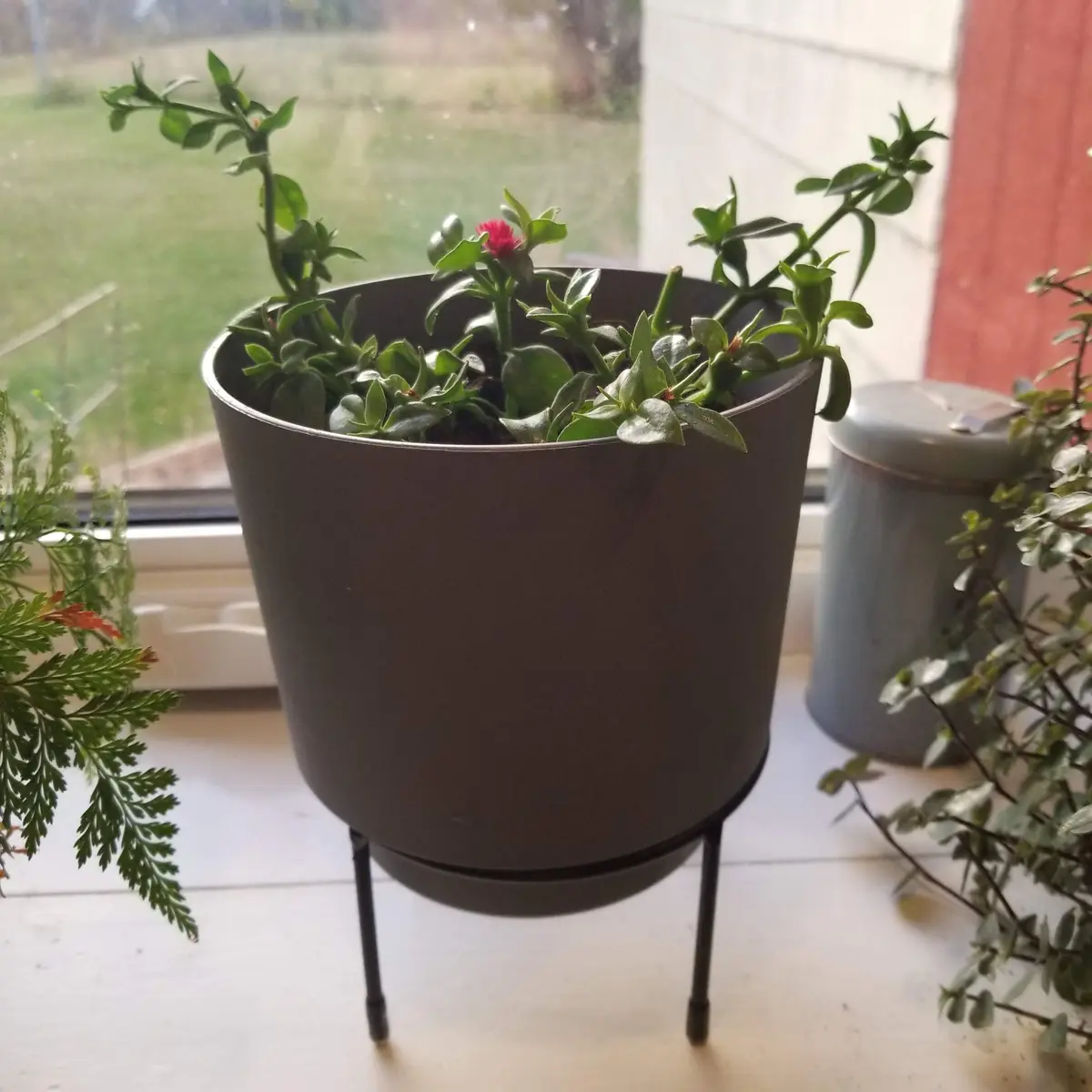 A potted plant with green leaves and one small red flower sits on a black metal stand on a windowsill, surrounded by other…