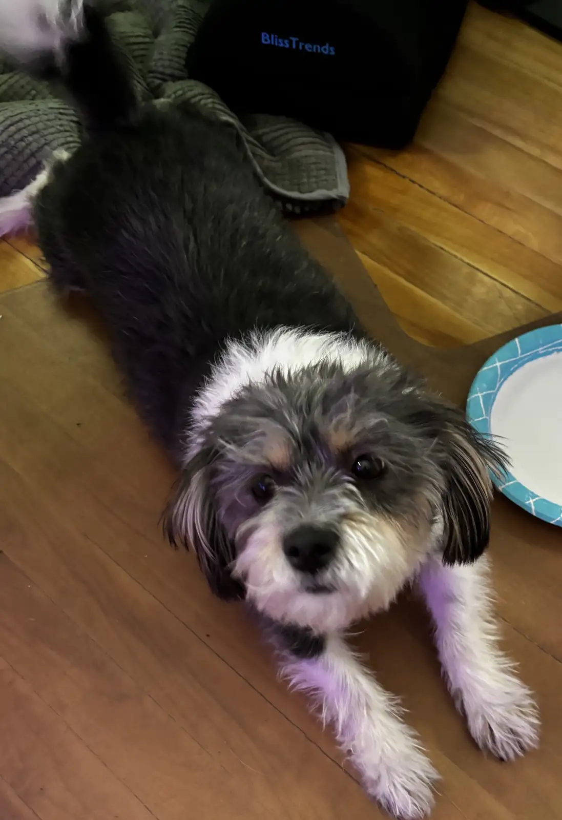 A small black and white dog with fluffy fur lies on a wooden floor, looking directly at the camera with a calm, slightly…