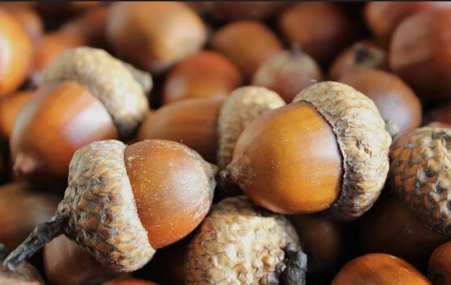 a close-up photo of many acorns piled together, showing their brown, textured caps and smooth, shiny nuts. Overlaid text…