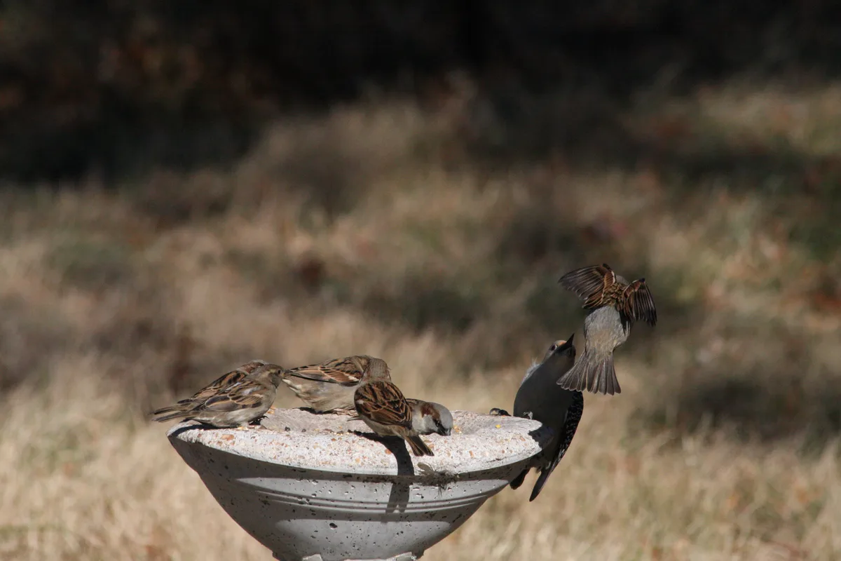 Several small brown and grey birds, likely sparrows, are gathered on a concrete bird feeder, eating seeds. One larger grey…