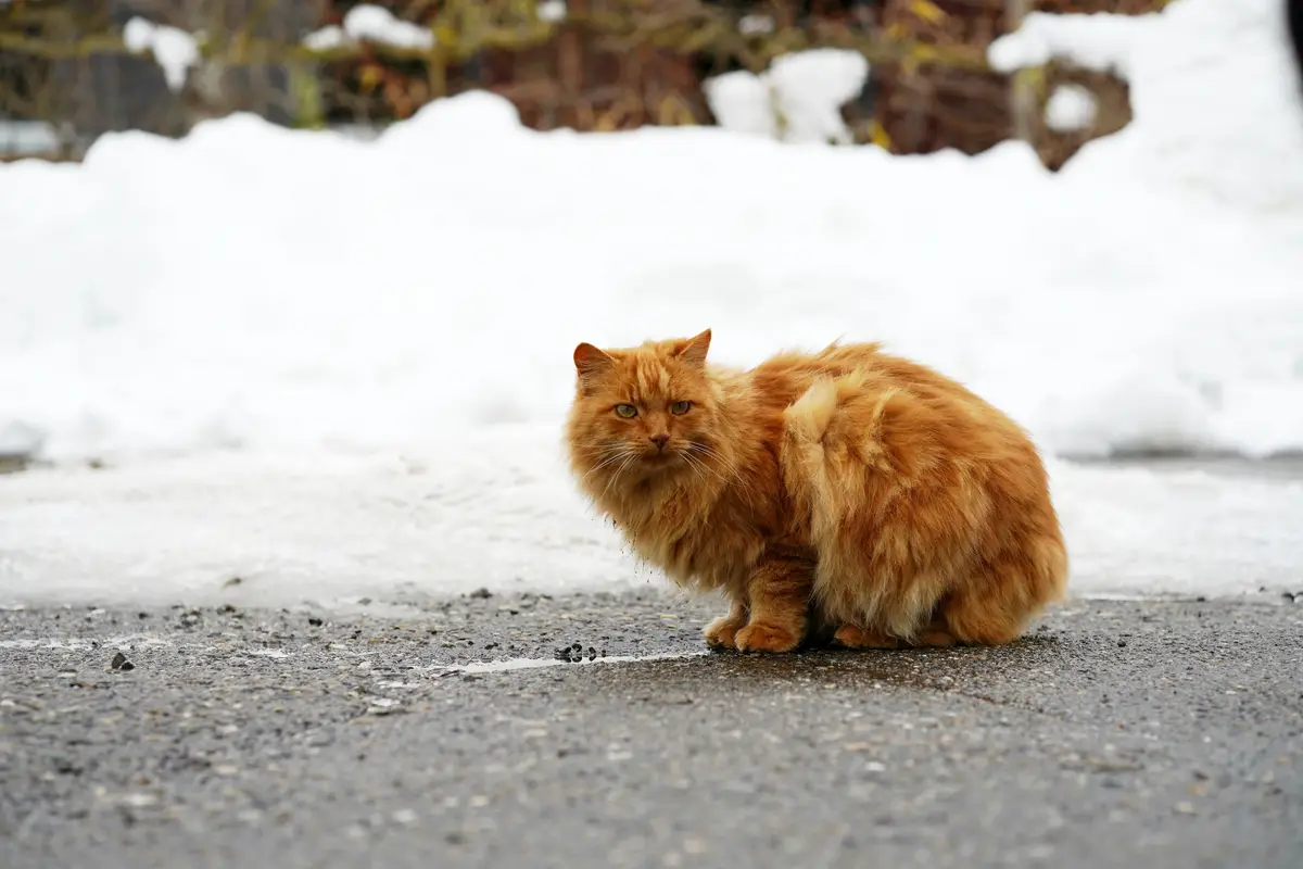 A fluffy orange cat sits on a wet asphalt road with snow piled behind it, looking directly at the camera with a stern…