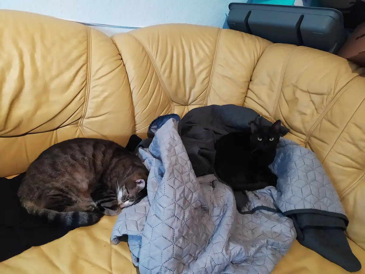Wishing You a Joyful Caturday Filled with Love! <3