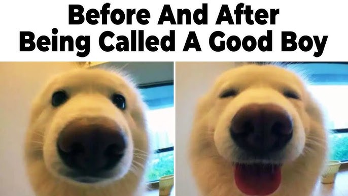 A split image shows a fluffy white dog's face in two states: on the left, the dog looks neutral with wide eyes; on the…
