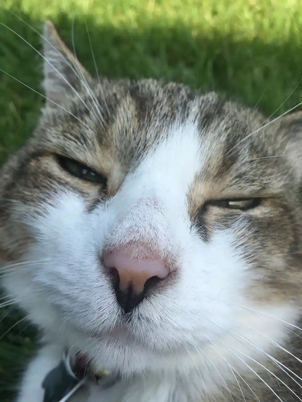 A close-up photo of a tabby and white cat with its eyes half-closed, appearing very sleepy or uninterested, set against a…