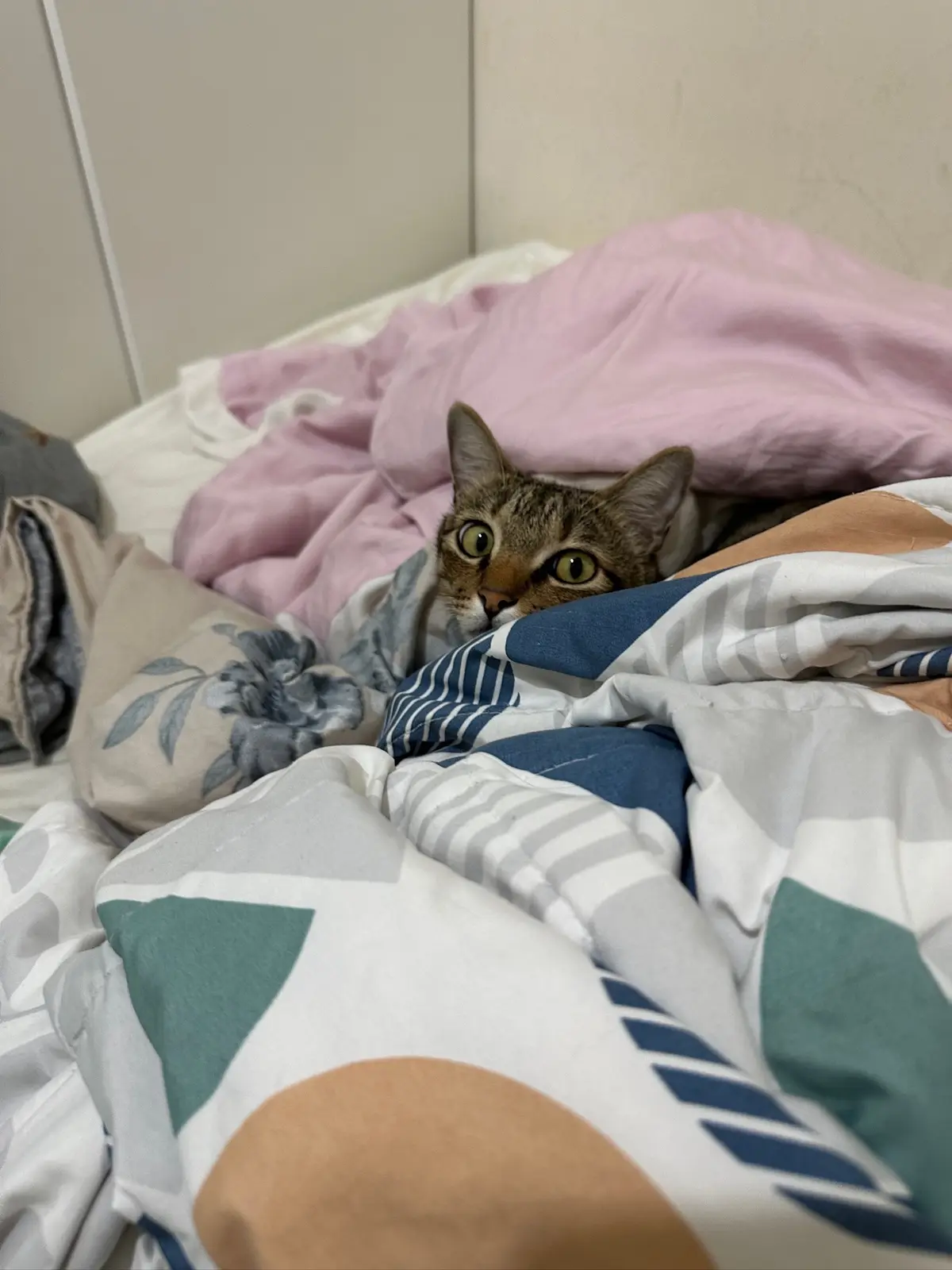 A tabby cat with wide, startled eyes peeks out from under rumpled bedding on a bed, with a pink blanket and patterned duvet…