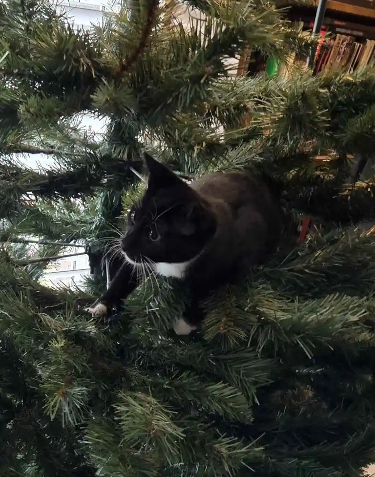 A black and white cat is perched among the green branches of a Christmas tree, looking down with a calm expression. The…
