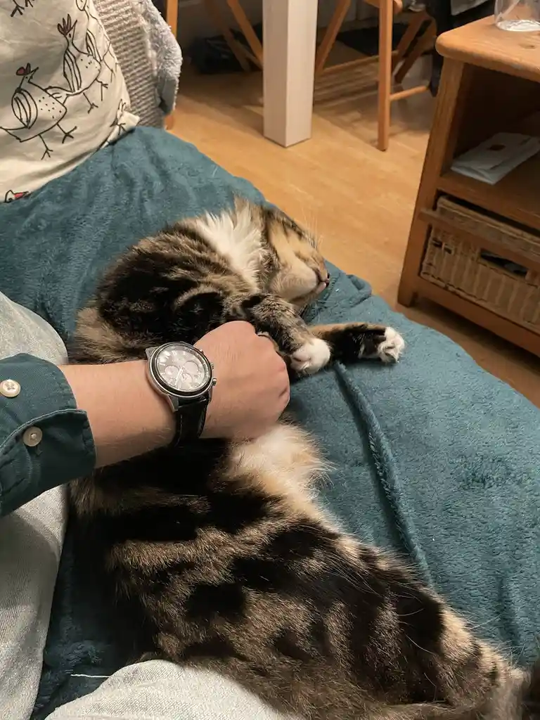 A person wearing a green shirt and a watch is holding a sleeping calico cat on their lap, which is covered by a teal…