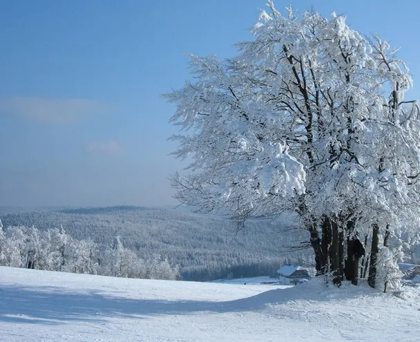 A serene winter landscape featuring a large, snow-covered tree in the foreground with a snowy field and distant forested…