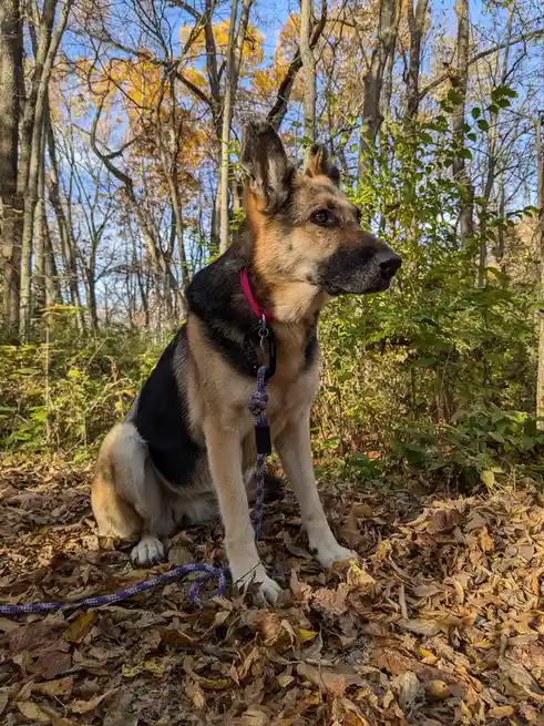 Just a good dog being a good dog