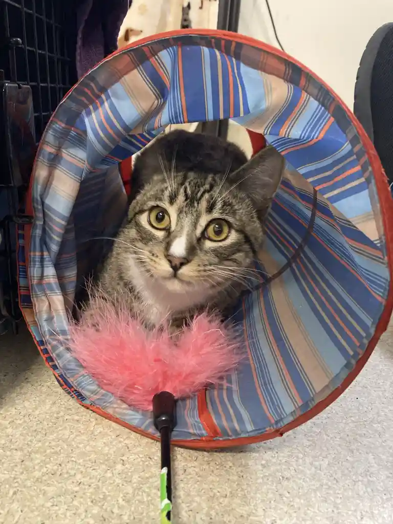 A tabby cat with wide, startled eyes peers out from inside a colorful striped cat tunnel. A pink feather toy on a stick is…