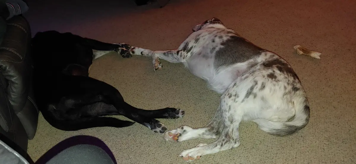 Two dogs are lying on their backs on a carpeted floor, one black and one white with gray spots, both with paws up in the…
