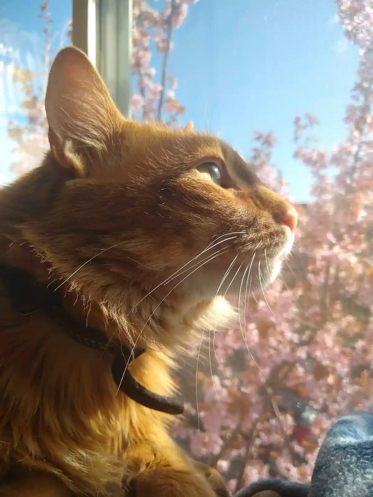 A close-up of a fluffy ginger cat looking out a window at pink cherry blossoms under a blue sky, wearing a black collar. The…