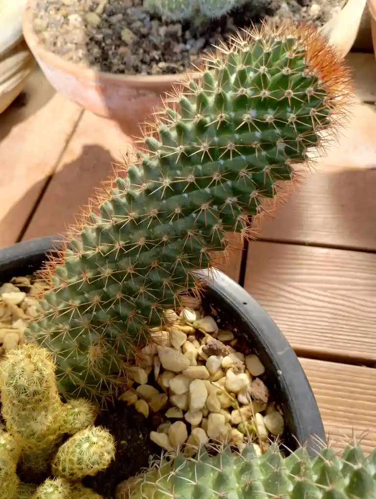 A close-up photo shows a green, spiky cactus in a black pot, with its top appearing heart-shaped due to its growth pattern…