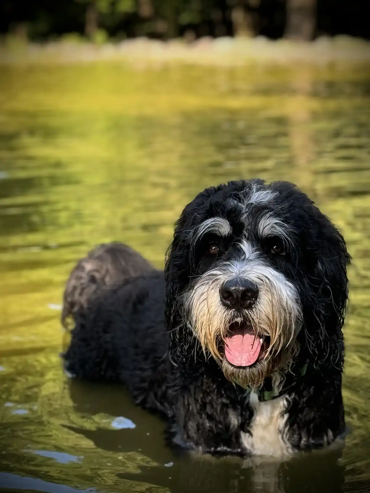 A black and white fluffy dog with a wet coat is lying in murky green water, looking directly at the camera with its mouth…