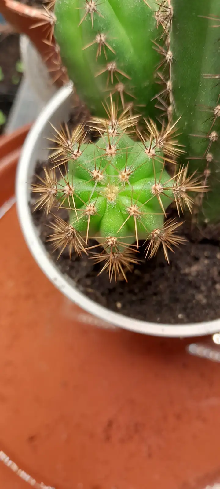A close-up photo shows a small, round, green cactus with numerous spiky areoles in a white pot, with a larger cactus behind…