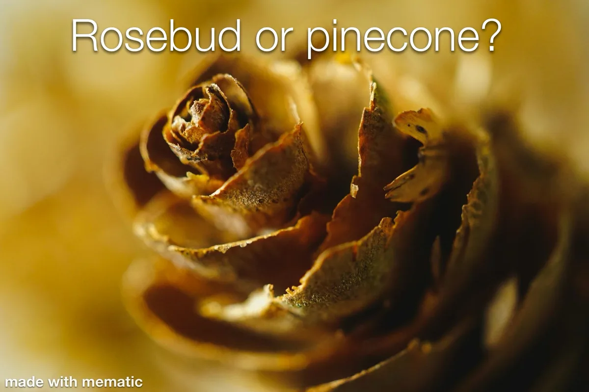 Pinecones: Nature's Hidden Beauty