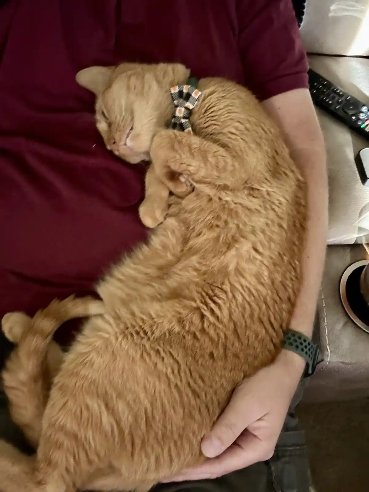A ginger cat is curled up and sleeping soundly in a person's arms, wearing a patterned bow tie. The person is wearing a…