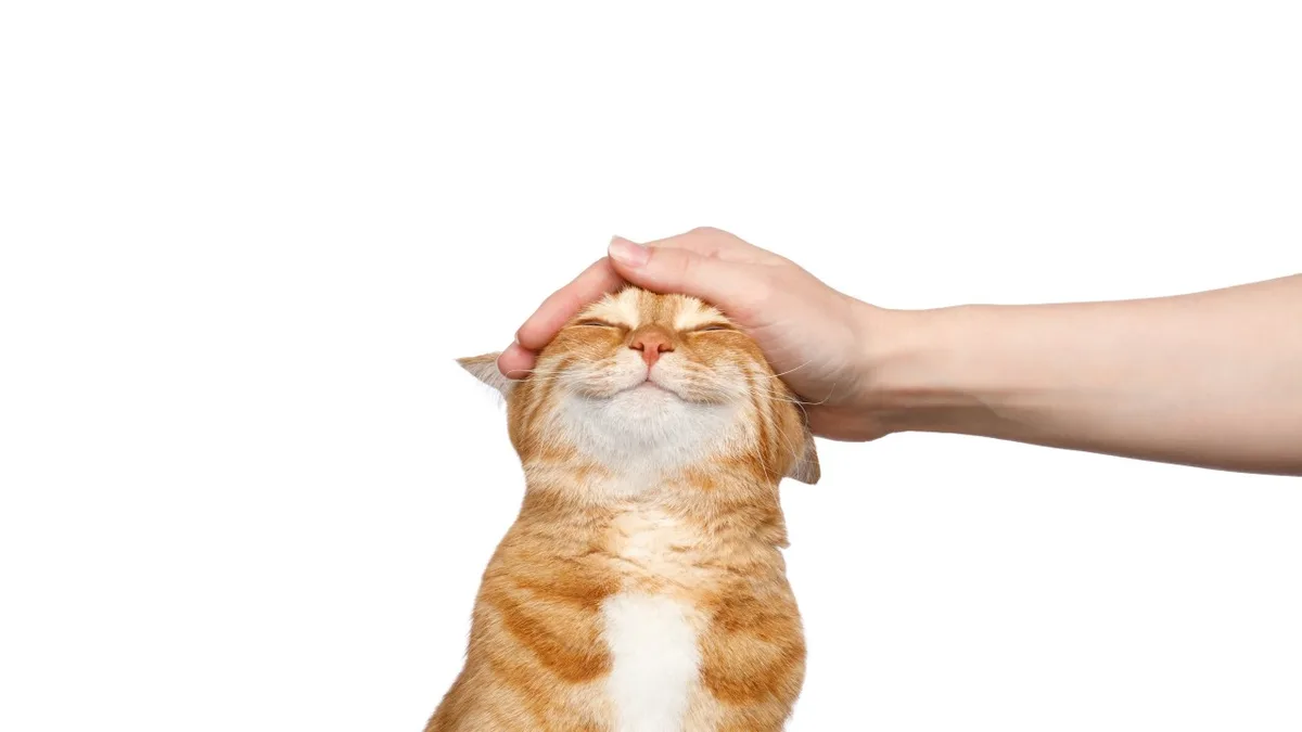 A ginger tabby cat with a white chest is blissfully enjoying a hand gently massaging its head, eyes closed in contentment…
