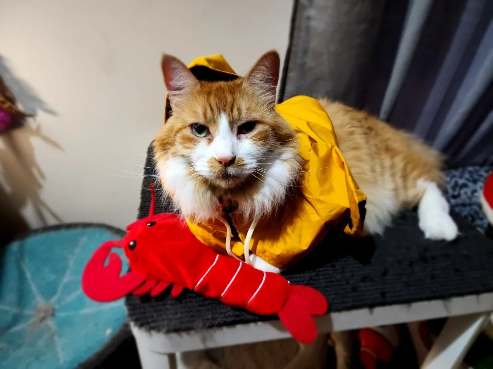 A fluffy orange and white cat wearing a yellow raincoat sits on a black textured surface, looking directly at the camera…