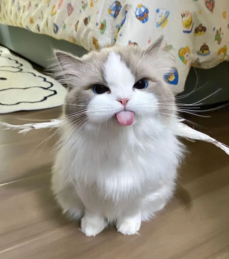 A fluffy, long-haired cat with blue eyes and a white face sits on a wooden floor, sticking its pink tongue out while looking…