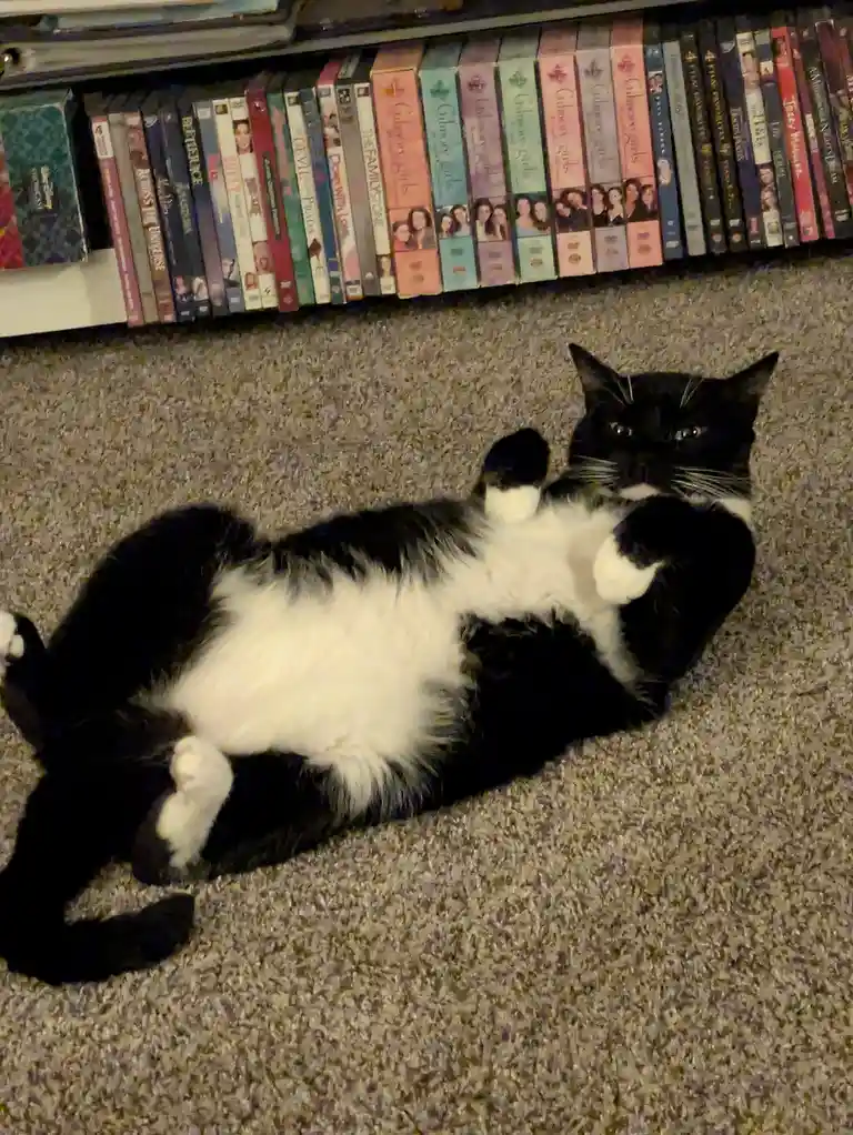 A black and white cat lies on its back on a carpeted floor, paws up, looking at the camera. Behind it, a shelf holds a row…