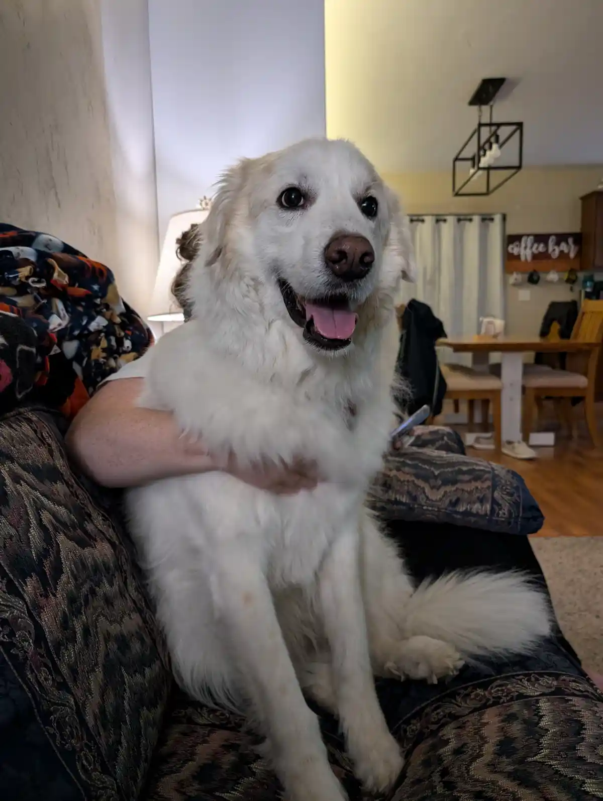 A large, fluffy white dog with a happy expression sits on a patterned couch, being held by a person whose arm is visible…
