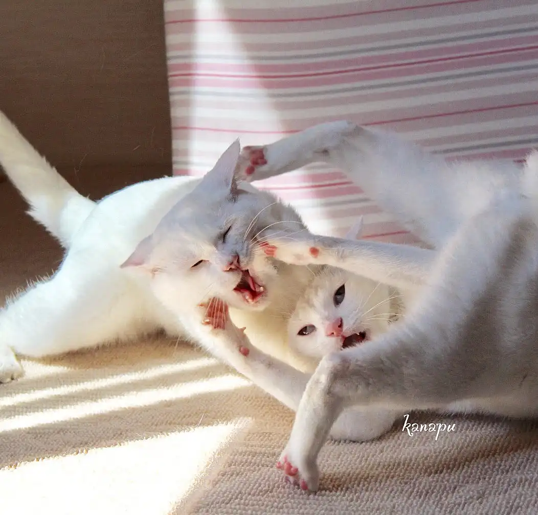 Two white cats are play-fighting on a carpeted floor, one cat has its mouth open in a playful hiss while the other cat has…