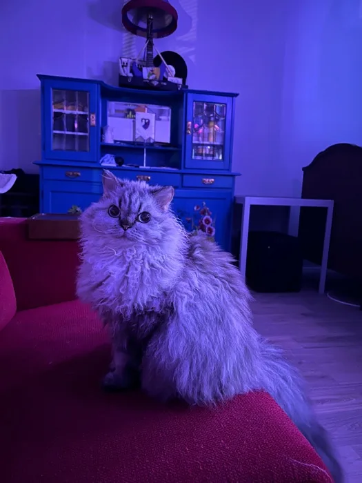 I Want Tuna, Please!