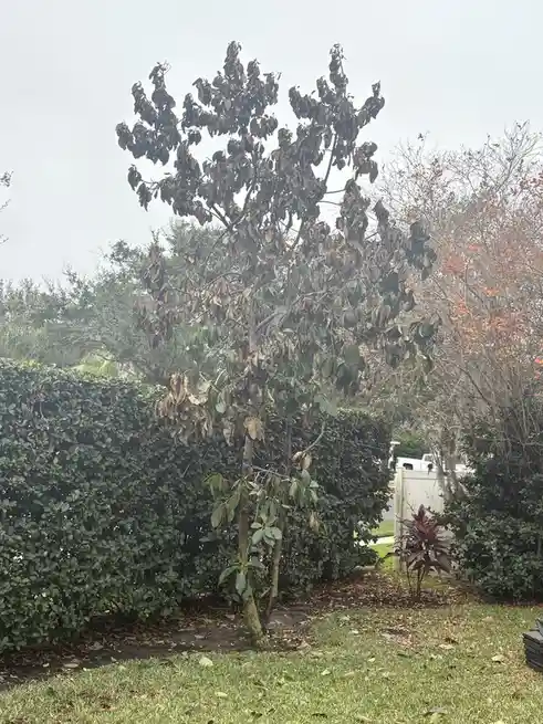 A tree in a yard has mostly brown, wilted, and dead-looking leaves, with some green leaves still clinging on, standing in…