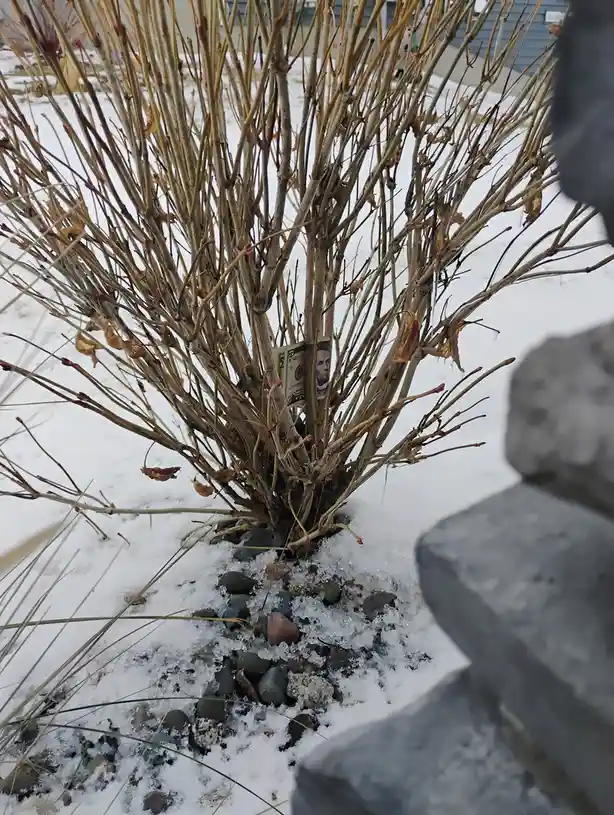 A close-up photo shows a bare, leafless bush in a snowy yard with small rocks around its base. A five-dollar bill is visibly…