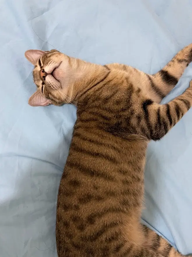 A tabby cat lies on its back on a light blue surface, stretching with its paws up and eyes closed in a blissful, relaxed…