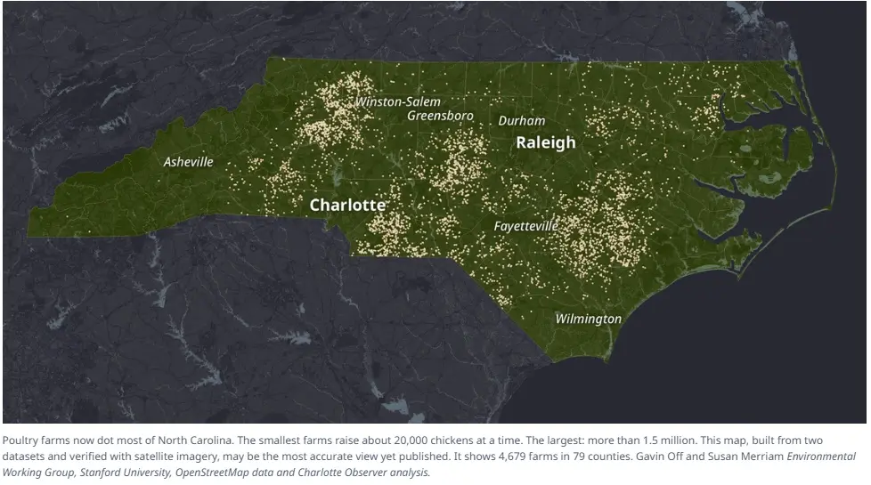 A map of North Carolina shows numerous small yellow dots representing poultry farms scattered across the state, with major…