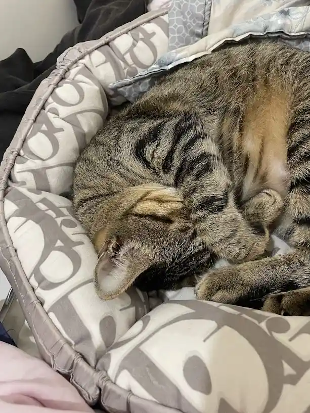 A tabby cat curled up tightly in a patterned pet bed, its head tucked into its body and eyes closed, appearing deeply…