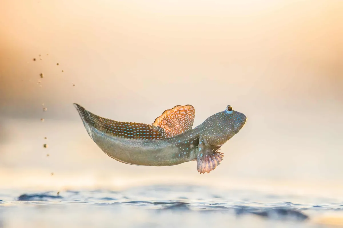 A close-up photograph captures a spotted frogfish mid-leap above water, with droplets trailing behind it against a soft…