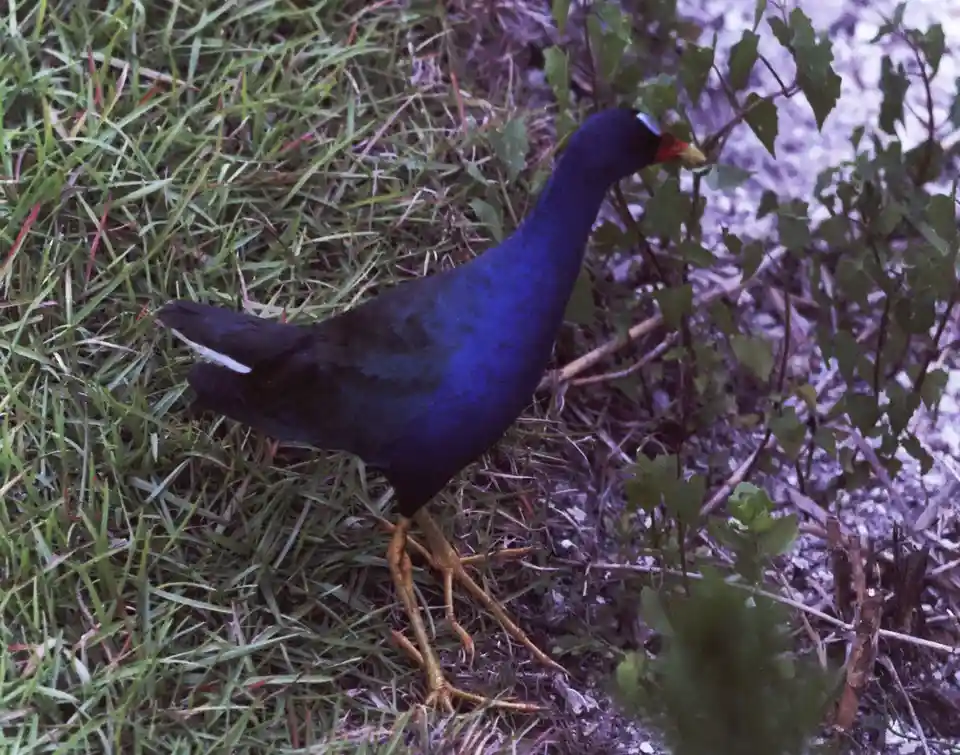 A vibrant blue bird with long yellow legs stands in green grass and foliage. The bird has a red and yellow beak and a white…
