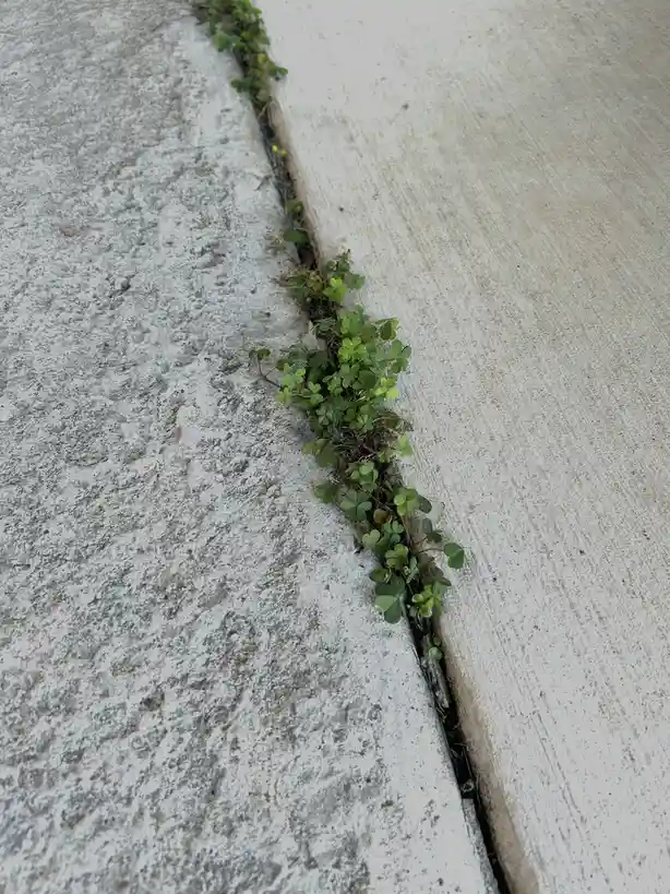 A close-up photo shows a cluster of green clover plants growing in a narrow crack between two concrete slabs. The text…
