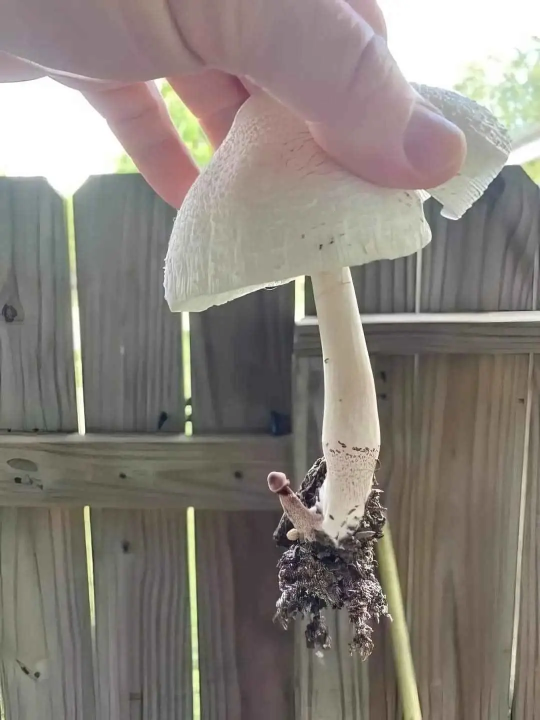 A hand holds a large white mushroom with a textured cap and stem, pulled from the ground, revealing a smaller mushroom…