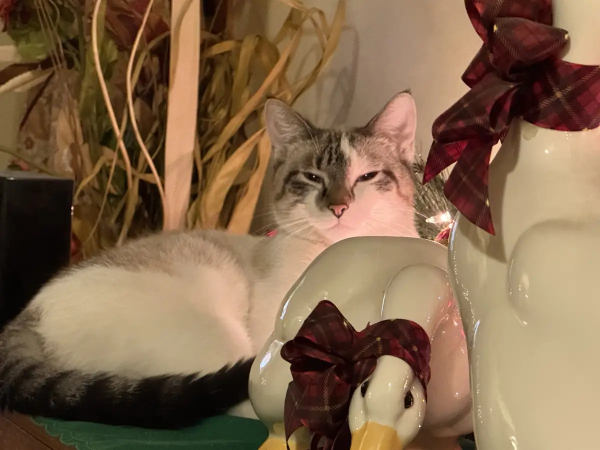 A gray and white cat with a grumpy expression sits behind a ceramic duck ornament decorated with a red plaid bow. The cat's…