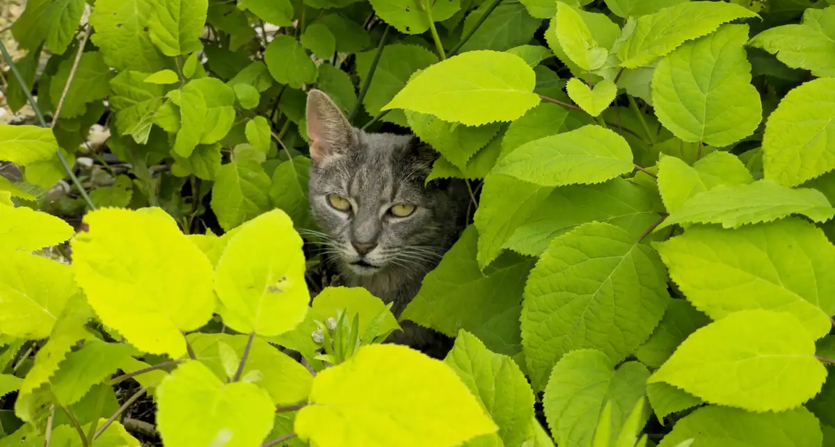 A gray tabby cat with yellow eyes peeks out from behind bright green foliage, looking directly at the camera with a focused…