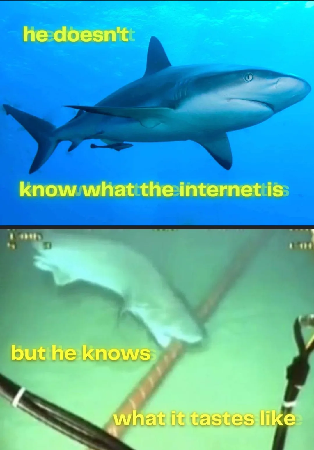 The image is a two-panel meme featuring a shark. The top panel shows a clear underwater photo of a shark swimming calmly…