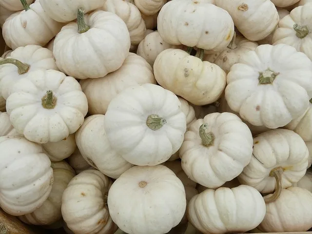 A close-up image shows a large pile of small, round, white pumpkins with green stems, tightly packed together. The overlaid…